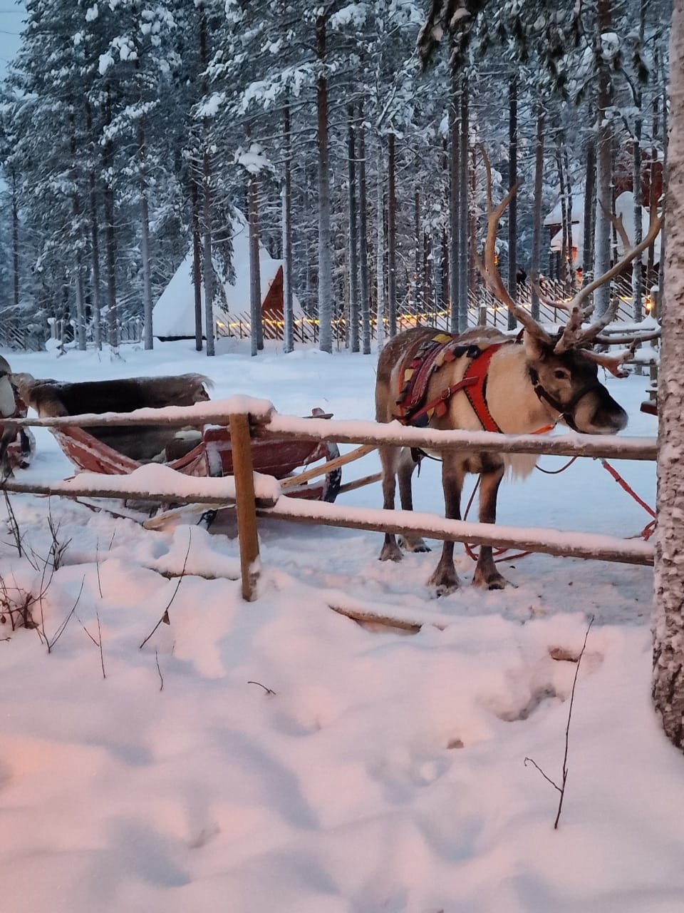 Finnland: Von Helsinki bis Rovaniemi - Nordlichter, Husky Tour, Santa Claus & Polar Express