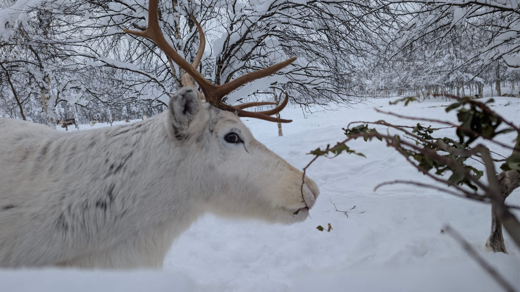 Finnland: Von Helsinki bis Rovaniemi - Nordlichter, Husky Tour, Santa Claus & Polar Express