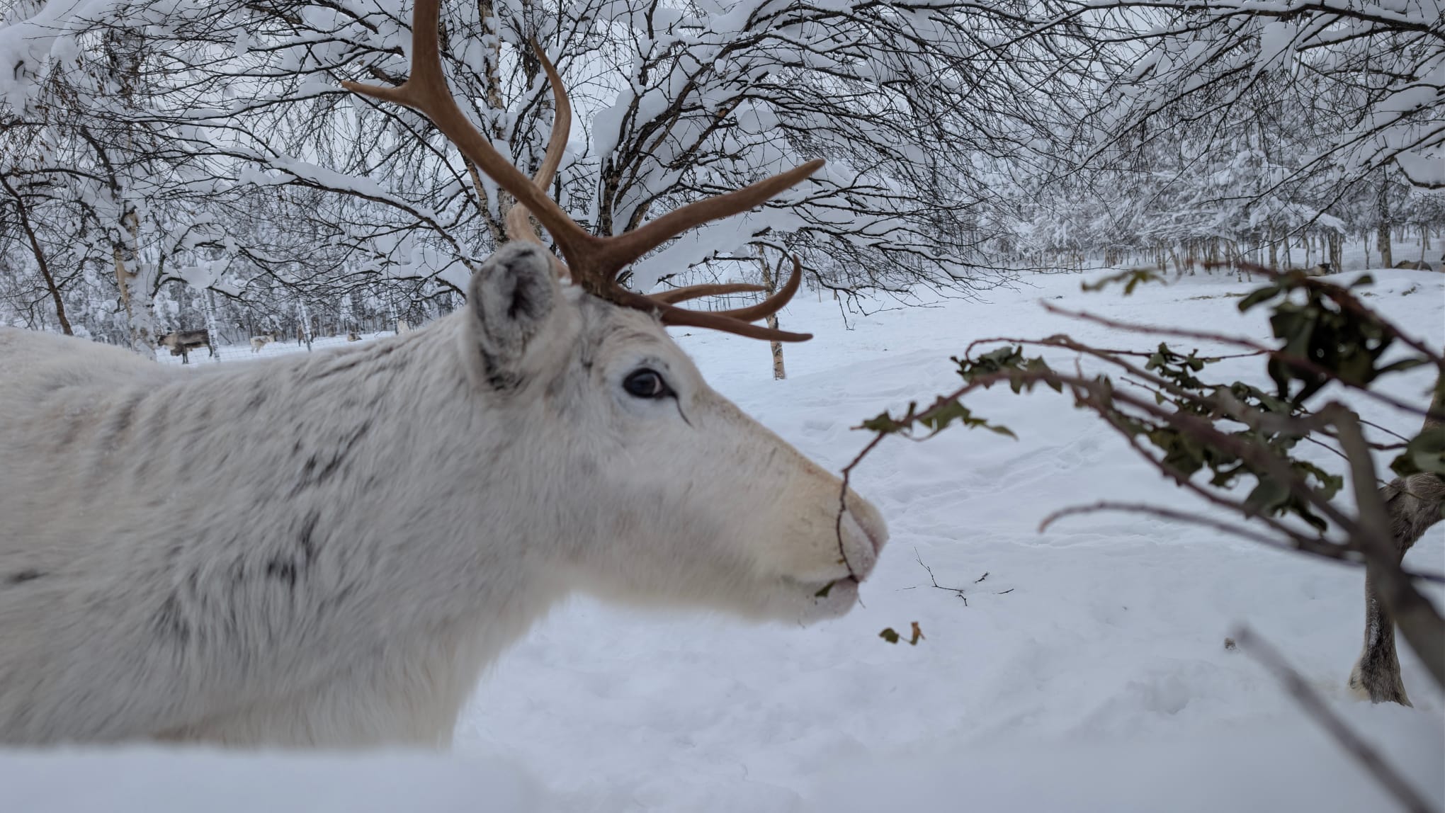 Finnland: Von Helsinki bis Rovaniemi - Nordlichter, Husky Tour, Santa Claus & Polar Express